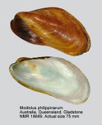 Modiolus philippinarum